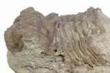 Bargain, Hoplolichoides Trilobite Fossil - Russia #363146-2